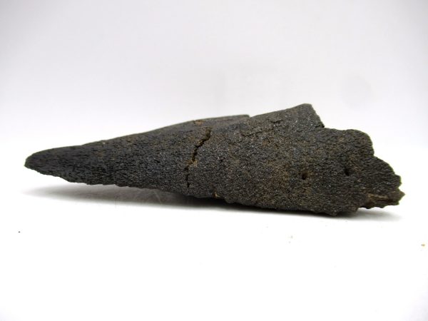 Genuine Pleistocene Age Holmesina Armadillo Jaw Section Fossil for Sale from Florida #1c