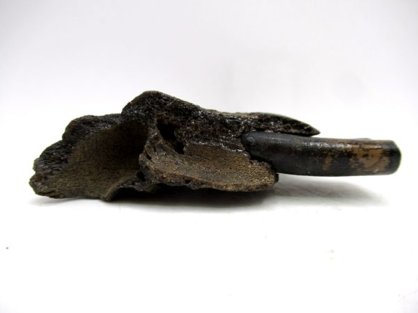 Genuine Pleistocene Age Holmesina Armadillo Jaw Section Fossil for Sale from Florida #1d