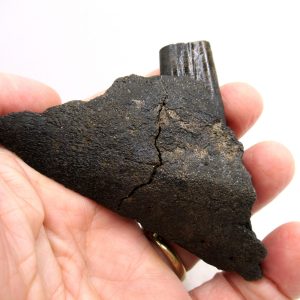 Holmesina Giant Armadillo Jaw #1