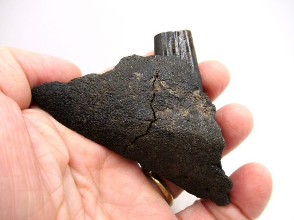 Genuine Pleistocene Age Holmesina Armadillo Jaw Section Fossil for Sale from Florida #1f
