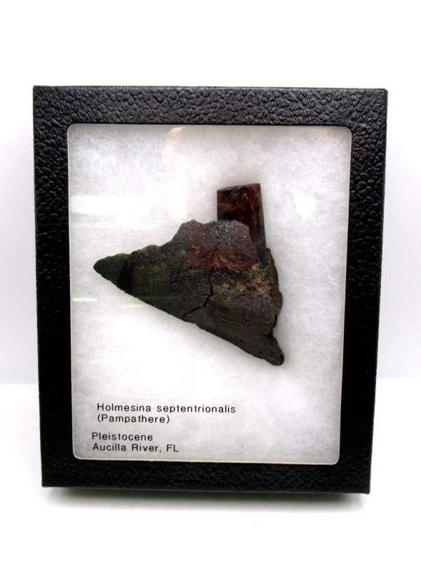 Genuine Pleistocene Age Holmesina Armadillo Jaw Section Fossil for Sale from Florida #1g