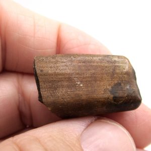 Megalonyx Ground Sloth Tooth #1