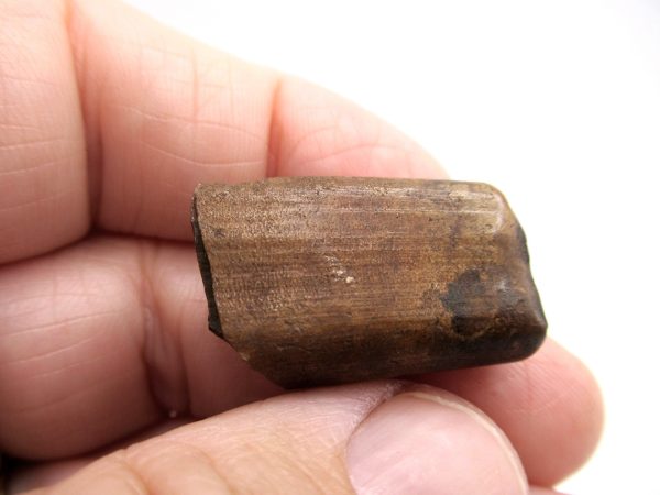 Megalonyx Ground Sloth Tooth #1