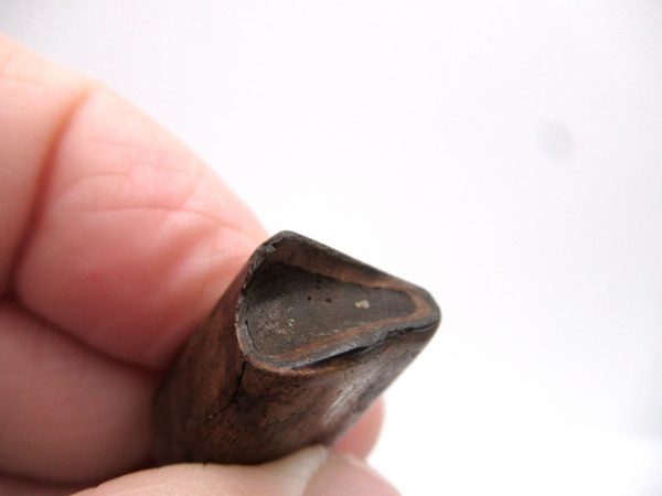 Megalonyx Ground Sloth Tooth #1 - Image 2