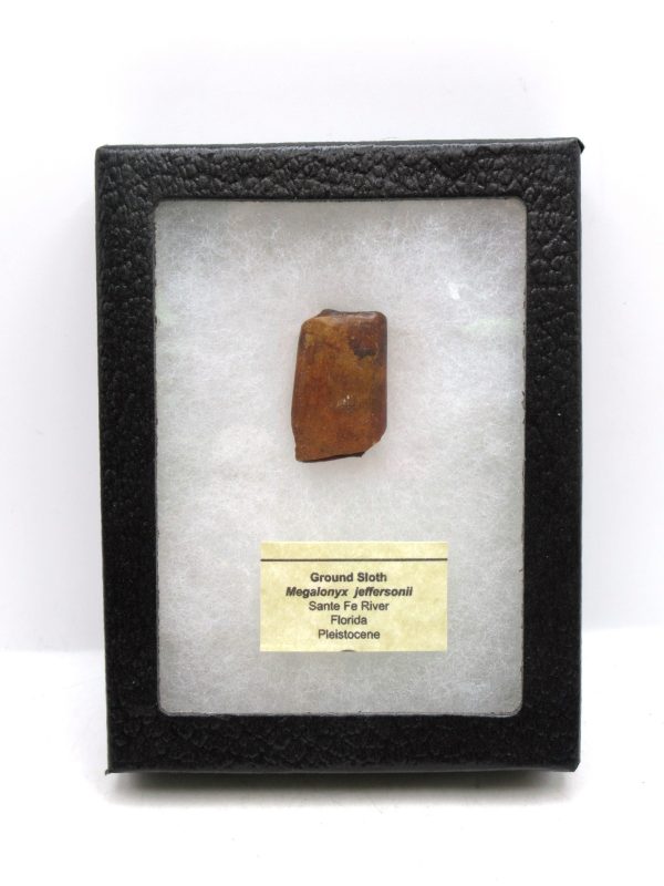Megalonyx Ground Sloth Tooth #1 - Image 7
