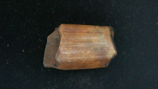 Megalonyx Ground Sloth Tooth #1 - Image 6