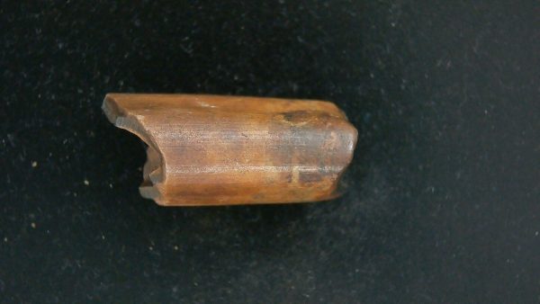 Megalonyx Ground Sloth Tooth #1 - Image 5