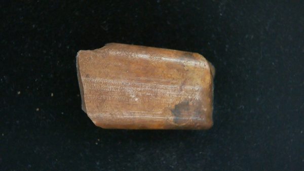Megalonyx Ground Sloth Tooth #1 - Image 4