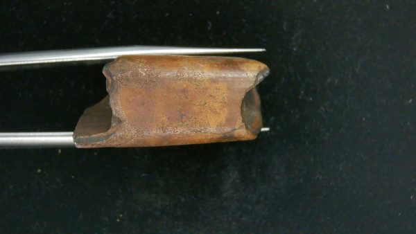 Megalonyx Ground Sloth Tooth #1 - Image 3