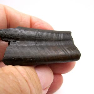 Paramylodon Ground Sloth Tooth #1