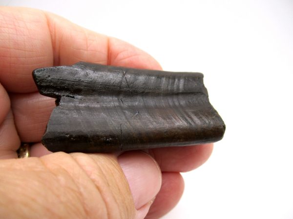 Paramylodon Ground Sloth Tooth #1
