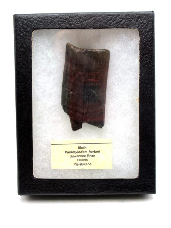Paramylodon Ground Sloth Tooth #1 - Image 7