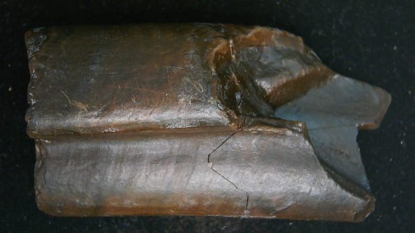 Paramylodon Ground Sloth Tooth #1 - Image 6