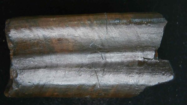 Paramylodon Ground Sloth Tooth #1 - Image 5