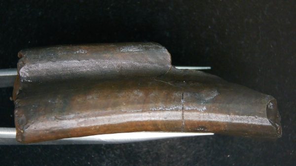 Paramylodon Ground Sloth Tooth #1 - Image 4