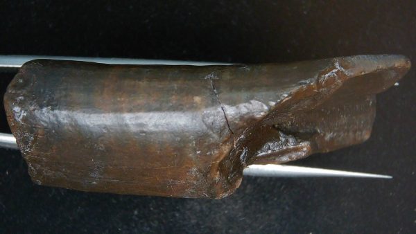 Paramylodon Ground Sloth Tooth #1 - Image 3