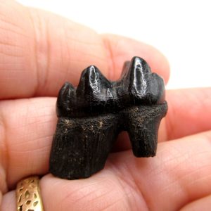 Genuine Pleistocene Age Platygonus Peccary Tooth Fossil for Sale from Florida #7