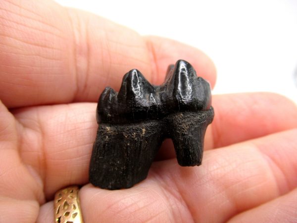 Genuine Pleistocene Age Platygonus Peccary Tooth Fossil for Sale from Florida #7