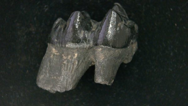 Genuine Pleistocene Age Platygonus Peccary Tooth Fossil for Sale from Florida #7b