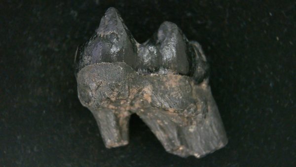 Genuine Pleistocene Age Platygonus Peccary Tooth Fossil for Sale from Florida #7c