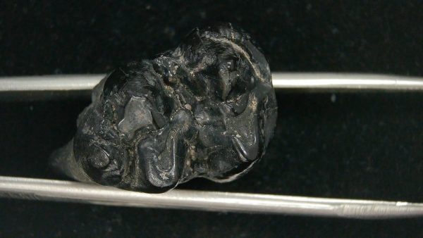 Genuine Pleistocene Age Platygonus Peccary Tooth Fossil for Sale from Florida #7d