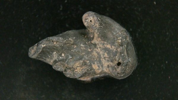 Genuine Pleistocene Age Platygonus Peccary Tooth Fossil for Sale from Florida #7e