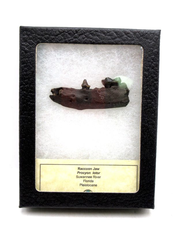 Genuine Pleistocene Age Procyon lotor Raccoon Jaw Fossil for Sale from Florida #2a