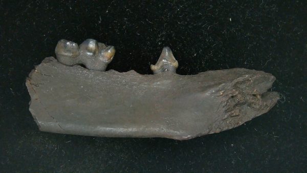 Genuine Pleistocene Age Procyon lotor Raccoon Jaw Fossil for Sale from Florida #2b