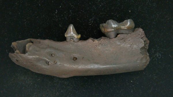 Genuine Pleistocene Age Procyon lotor Raccoon Jaw Fossil for Sale from Florida #2c