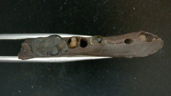 Genuine Pleistocene Age Procyon lotor Raccoon Jaw Fossil for Sale from Florida #2d