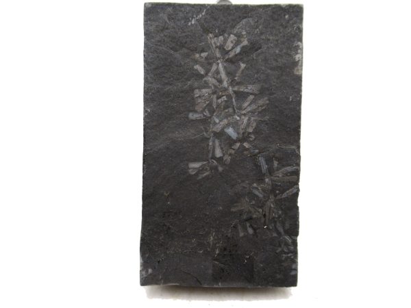 Genuine Carboniferous Fern for Sale from Germany #25