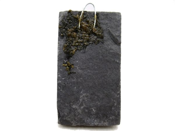 Genuine Carboniferous Fern for Sale from Germany #25a