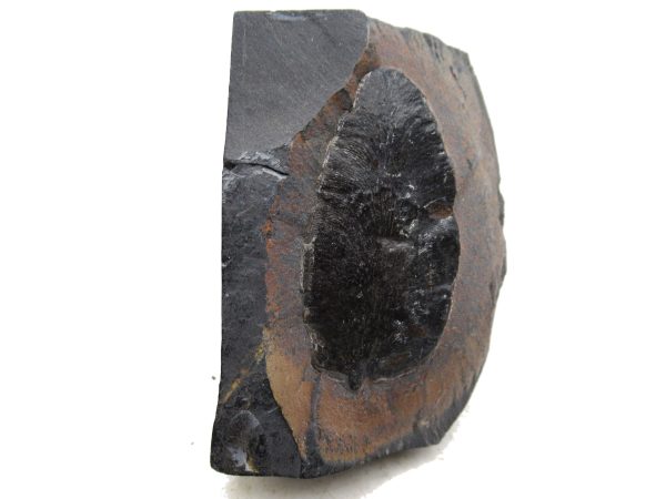 Carboniferous Fern Fossil for Sale from Germany #26