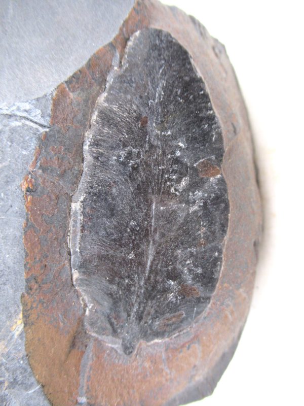 Carboniferous Fern Fossil for Sale from Germany #26 - Image 2