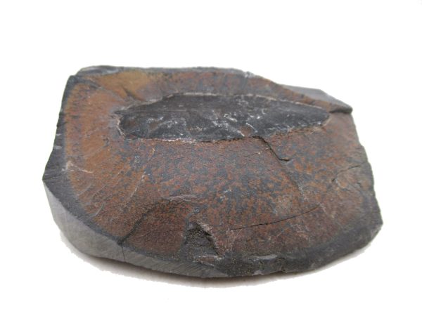 Carboniferous Fern Fossil for Sale from Germany #26 - Image 3
