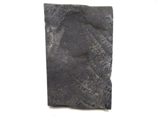 Carboniferous Fern Fossil for Sale from Germany #27