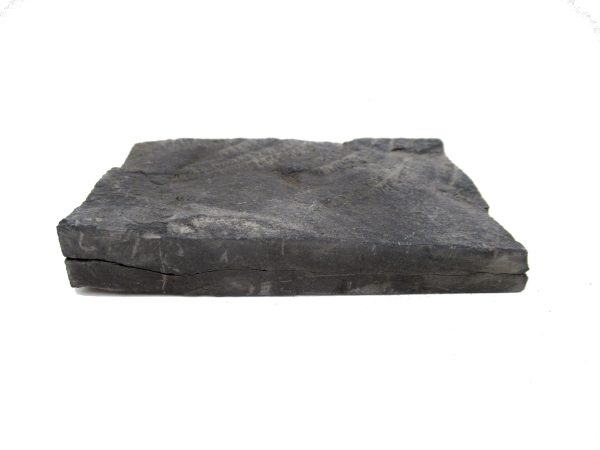 Carboniferous Fern Fossil for Sale from Germany #27 - Image 3