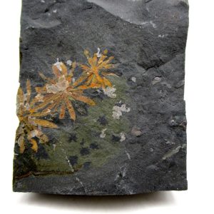 Carboniferous Fern from Germany #1