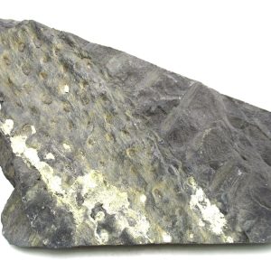 Carboniferous Fern from Germany #10