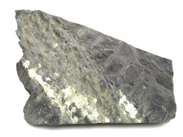 Carboniferous Fern from Germany #10