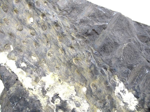 Carboniferous Fern from Germany #10 - Image 2