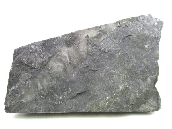Carboniferous Fern from Germany #10 - Image 4
