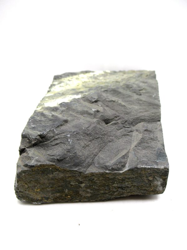 Carboniferous Fern from Germany #10 - Image 3