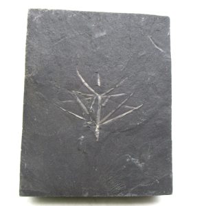 Carboniferous Fern from Germany #11