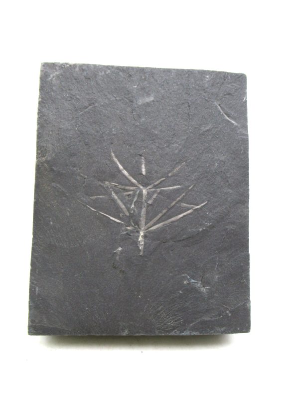 Genuine Carboniferous Fern for Sale from Germany #11