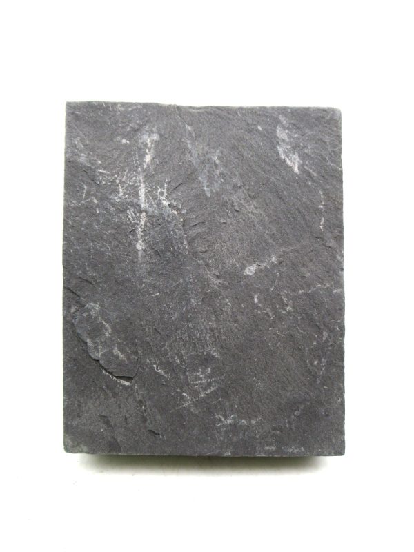 Genuine Carboniferous Fern for Sale from Germany #11a