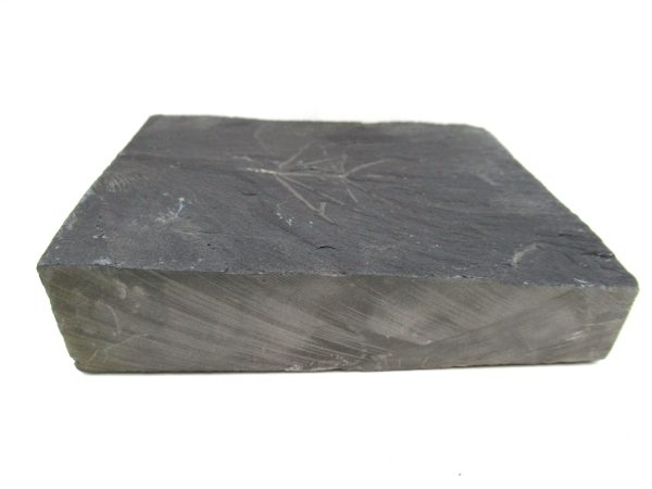 Genuine Carboniferous Fern for Sale from Germany #11b