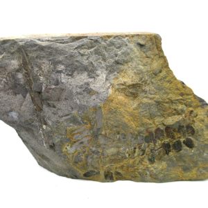 Carboniferous Fern from Germany #12