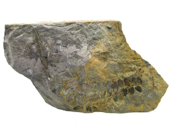 Carboniferous Fern from Germany #12