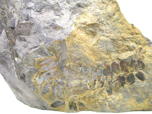 Carboniferous Fern from Germany #12 - Image 2